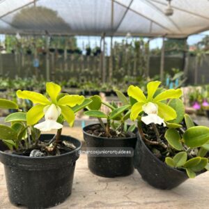Cattleya aclandiae ALBA
