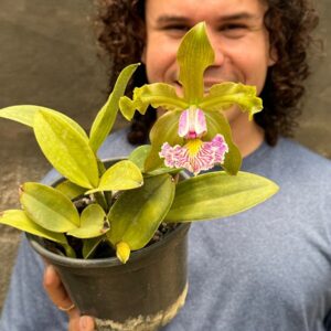 Cattleya schilleriana SEMI ALBA