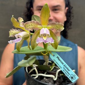 Cattleya schilleriana COERULEA