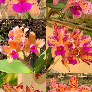 Cattleya amethystoglossa genética de ÁUREA