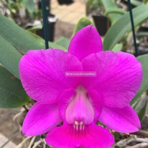 Cattleya walkeriana RUBRA