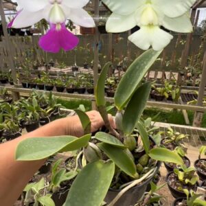 Cattleya walkeriana pigmentada