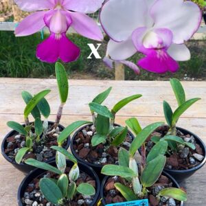 Cattleya walkeriana genética feiticeirinha