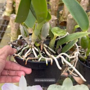 Cattleya walkeriana ALBA